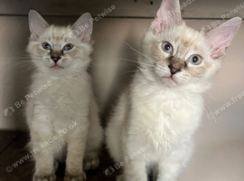 REDUCED last two boy Ragdoll kittens