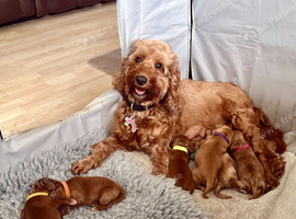 Beautiful Cockerpoo puppies for sale