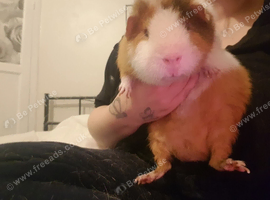 Male guinea pug looking for his forever home