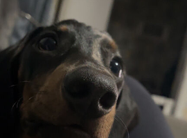 Ralph the miniature dachshund
