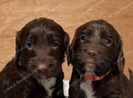 Sproodle puppies