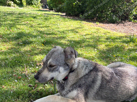 Female dog for sale