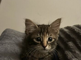 12 week Male Kitten
