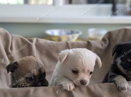 Chihuahua x Jack Russel Puppies for sale