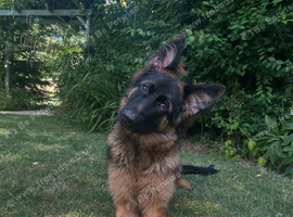 8 Months Old GSD Girl