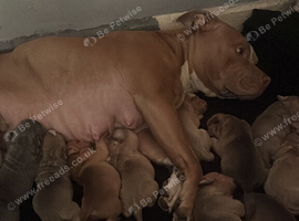 Absolutely stunning American bully puppies 7 weeks old