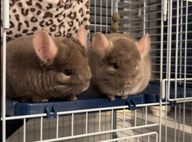 2 chinchillas wanting home
