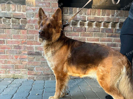 German Shepherd puppies