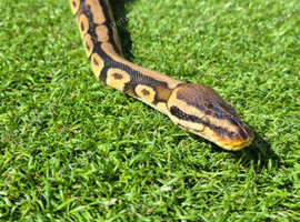 Gorgeous ball python 6years old male