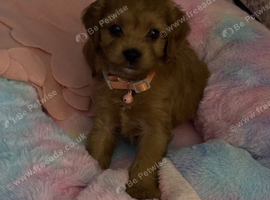 Cavapoo puppy