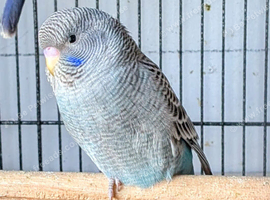 Rare (Last) bf male budgie
