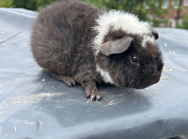 Teddy Guinea pig Babies - Ready Now