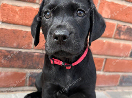 KC registered Labrador puppies
