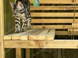 ready now TICA registered