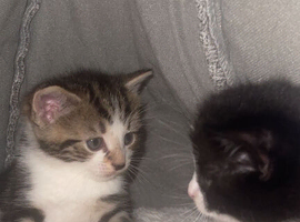 Kittens