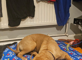 Cane corso her name is sky