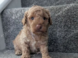 Toy poodle puppy's