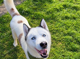 Siberian Husky for Stud
