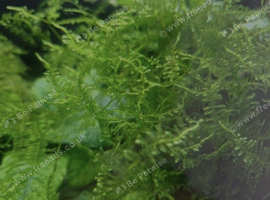 Vibrant java moss