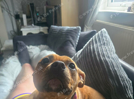 1 year old staffie
