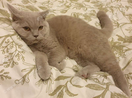 Bsh cat