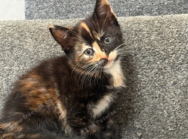 6 lovely kittens ready for rehoming :)