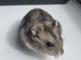 Russian dwarf hamster babies male and female available