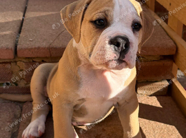 READY TO LEAVE   1 olde English bulldog