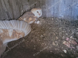 Breeding pair of barn owls