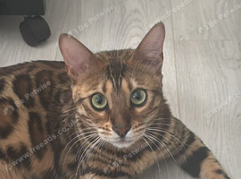 Stunning Female Bengal, Neutered, Full Pedigree