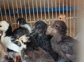 Chicken