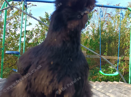 Bearded Silkie hens