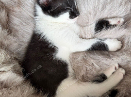 2 Beautiful Kittens. 1 Boy & 1 Girl