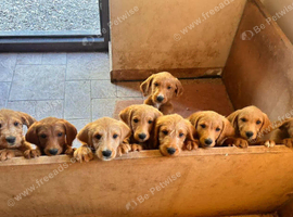 F1 Labradoodle Puppies(7 LEFT!)