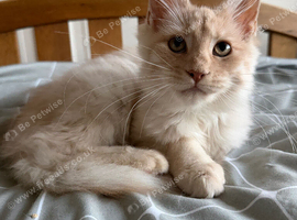 Maine Coon 3/4 Cross Kittens