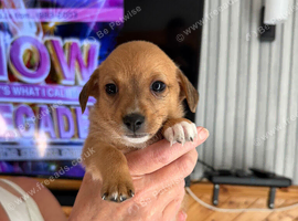 Chiweenie puppies for sale
