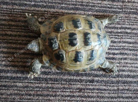 Male Horsfield Tortoise for sale