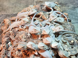 Bearded Dragon Babies Available