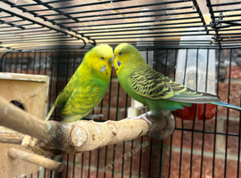 Pair of Budgies