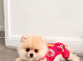 FOR SALE &ndash; Tiny Cream Pomeranian Puppy (4 Months)