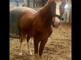 AES sport horse young stock