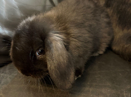 Gorgeous doe bunny