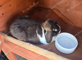 Dwarf lop male
