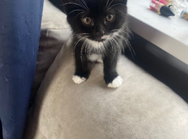 Kitten for sale