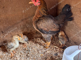 Game Hen and chicks