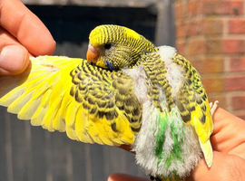 Beautiful Hand-Reared Baby Budgies &mdash; Various Colours Available