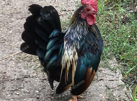 Serama male