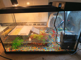 2 baby terrapins with full setup