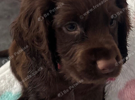 Cocker Spaniel Puppies
