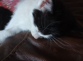 9 week old kitten